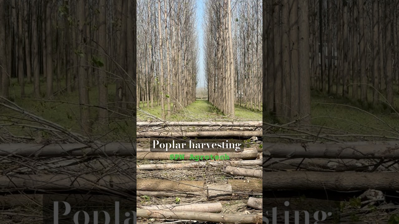 Poplar harvesting Day 1