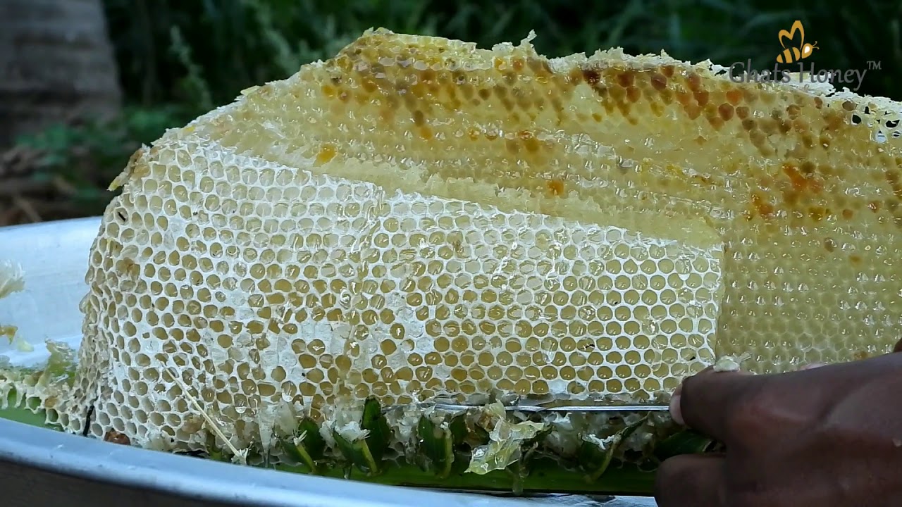 VERY RARE WHITE HONEY || CANT STOP TO WATCHING THIS👌|| MORINGA FLOWER HONEYCOMB ||