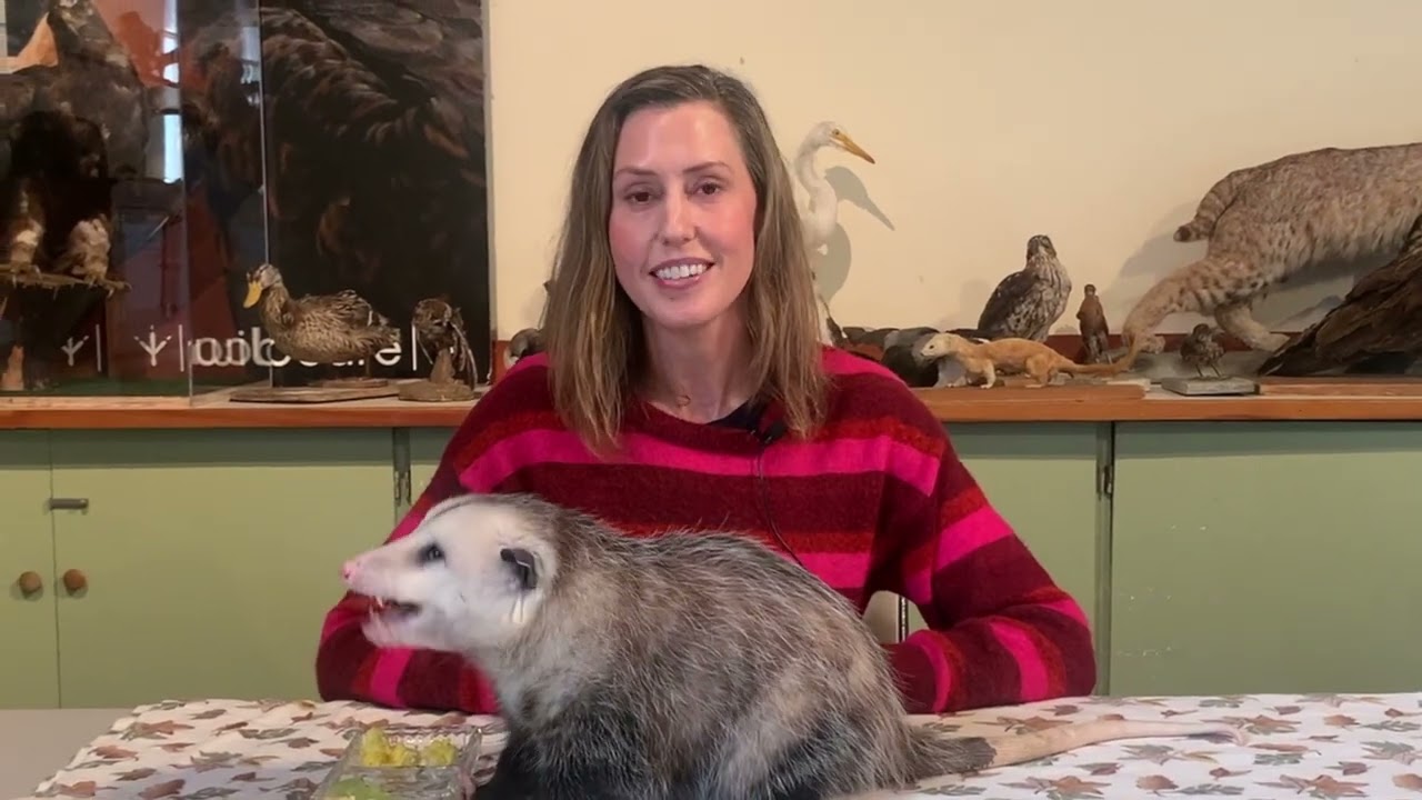 5 Reasons to Give - Appreciating Wildlife with Milo the Virginia Opossum and Nicole Trautsch