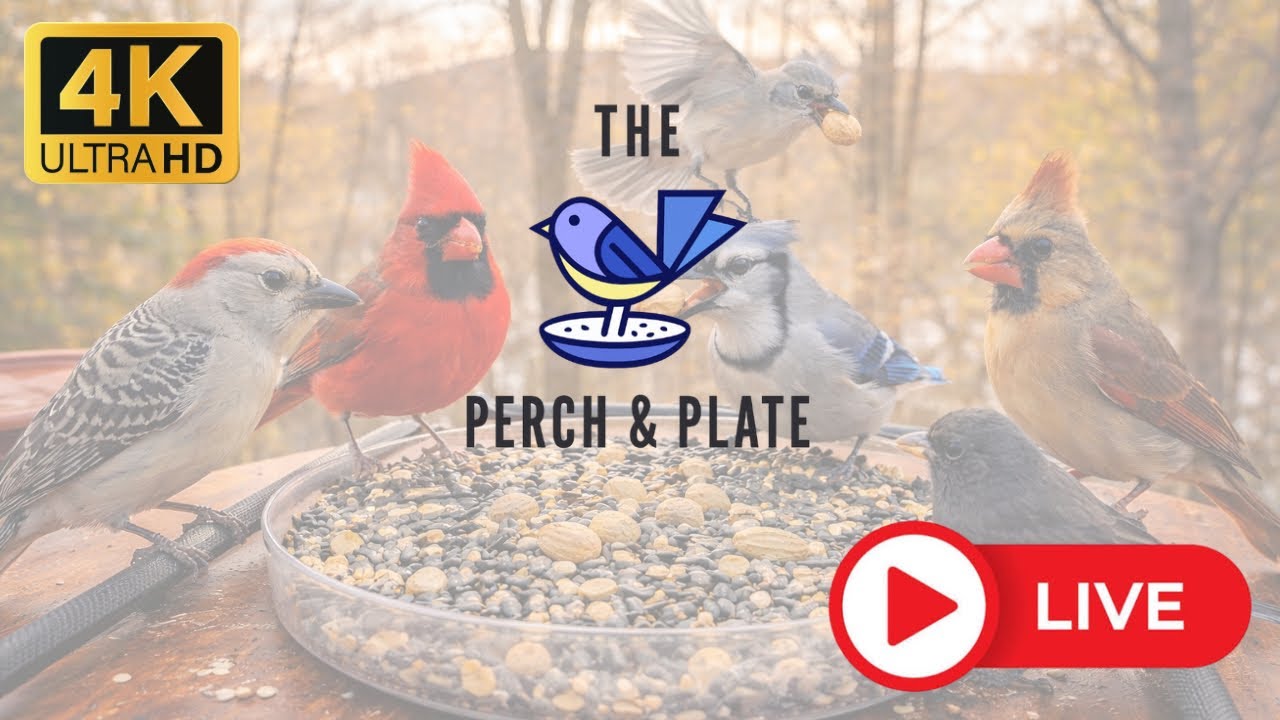 The Perch & Plate is live!