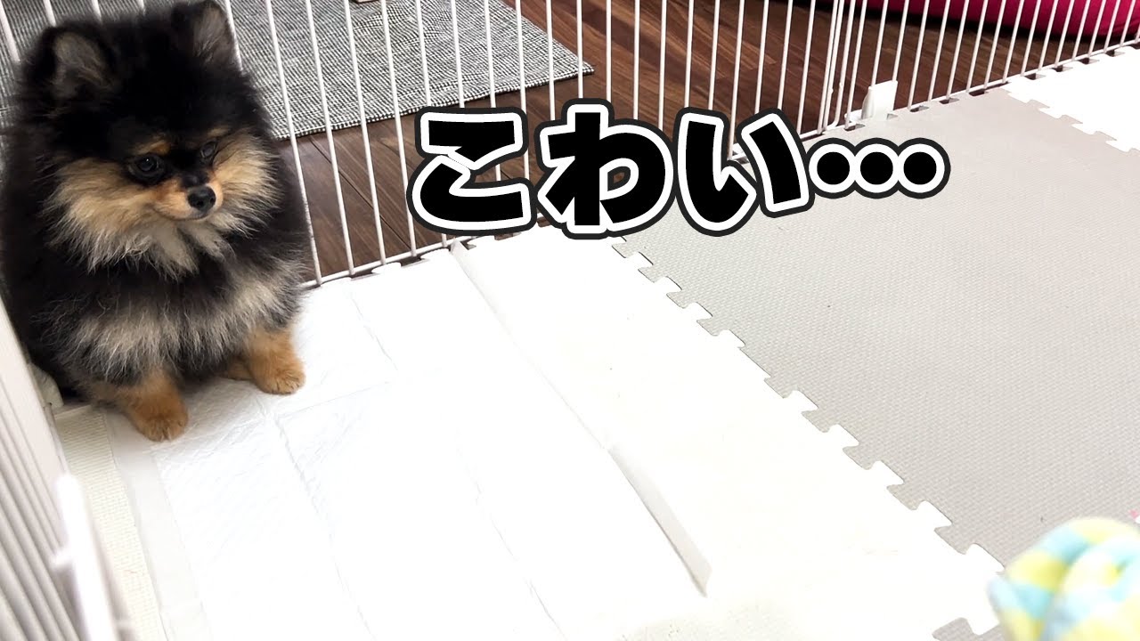 【おはぎ２日目】病院へ行ってきた結果…