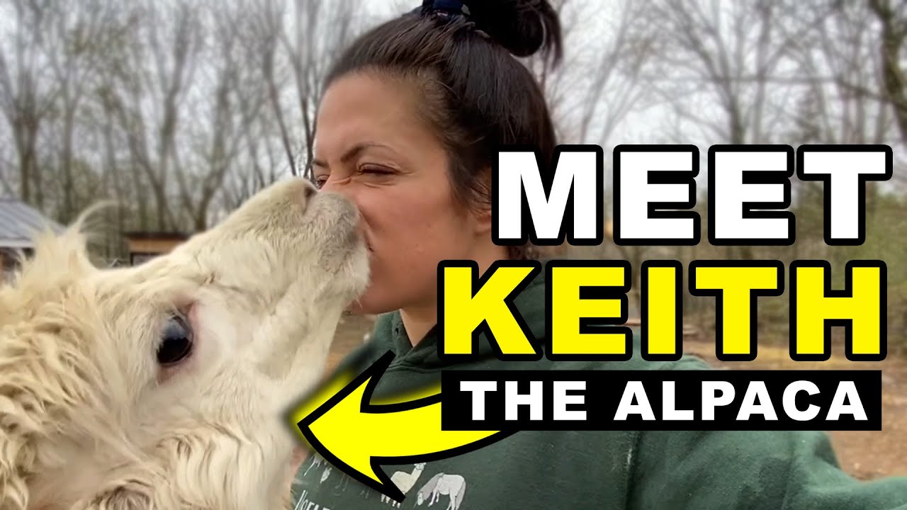 This alpaca was abandoned. Now he has a forever home!