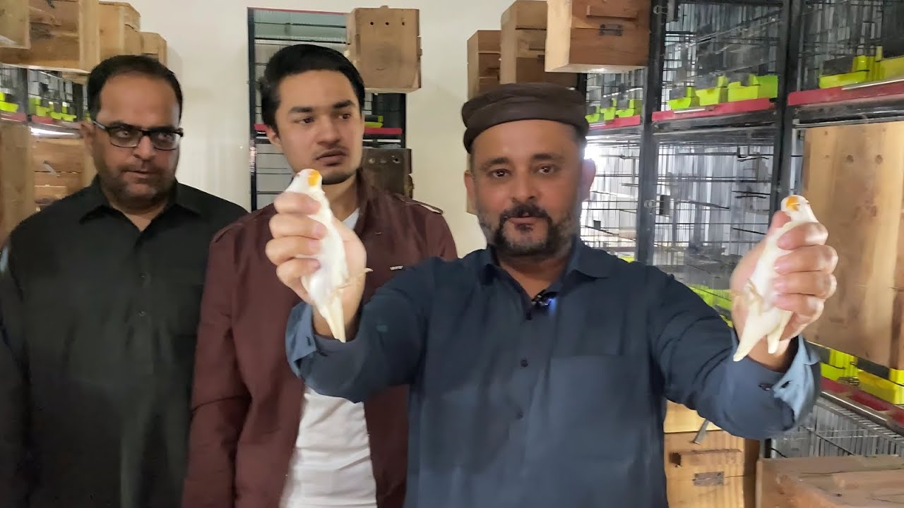 Albino Personata 100 Pairs Breeding Setup | Lovebird Aviary Tour