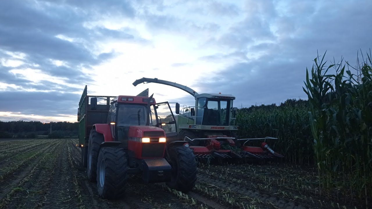 Akcja kukurydza na kiszonkę z ur Kozłowski | 3x case 5140 i Claas jaguar 840 w polu 🔥
