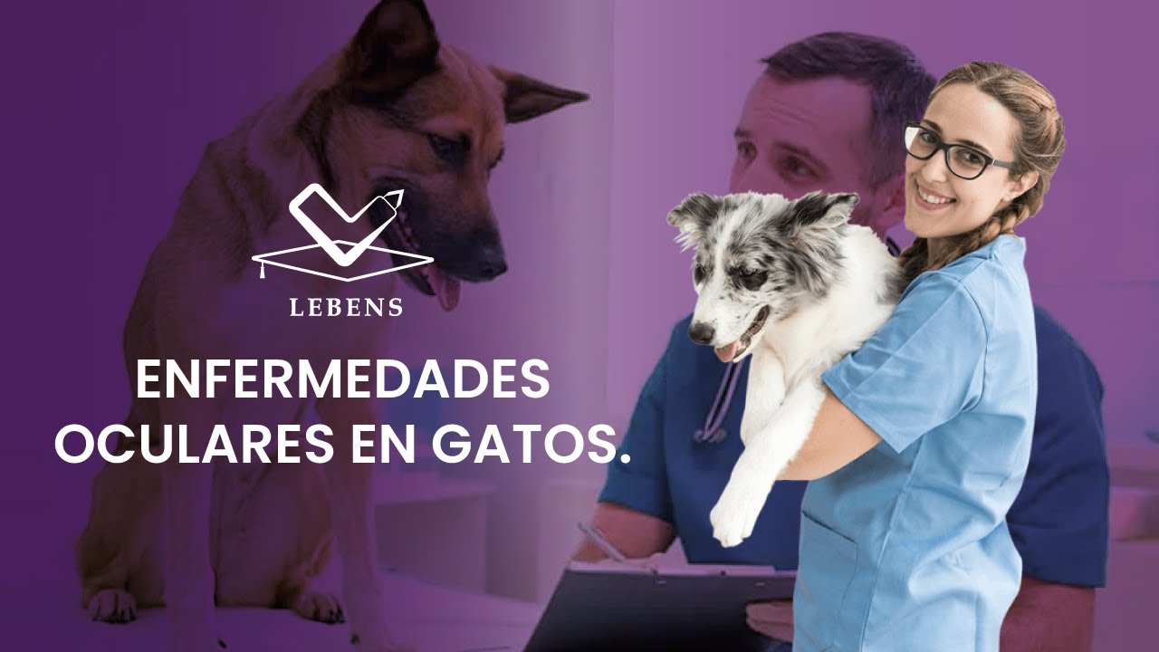 ENFERMEDADES OCULARES EN GATOS