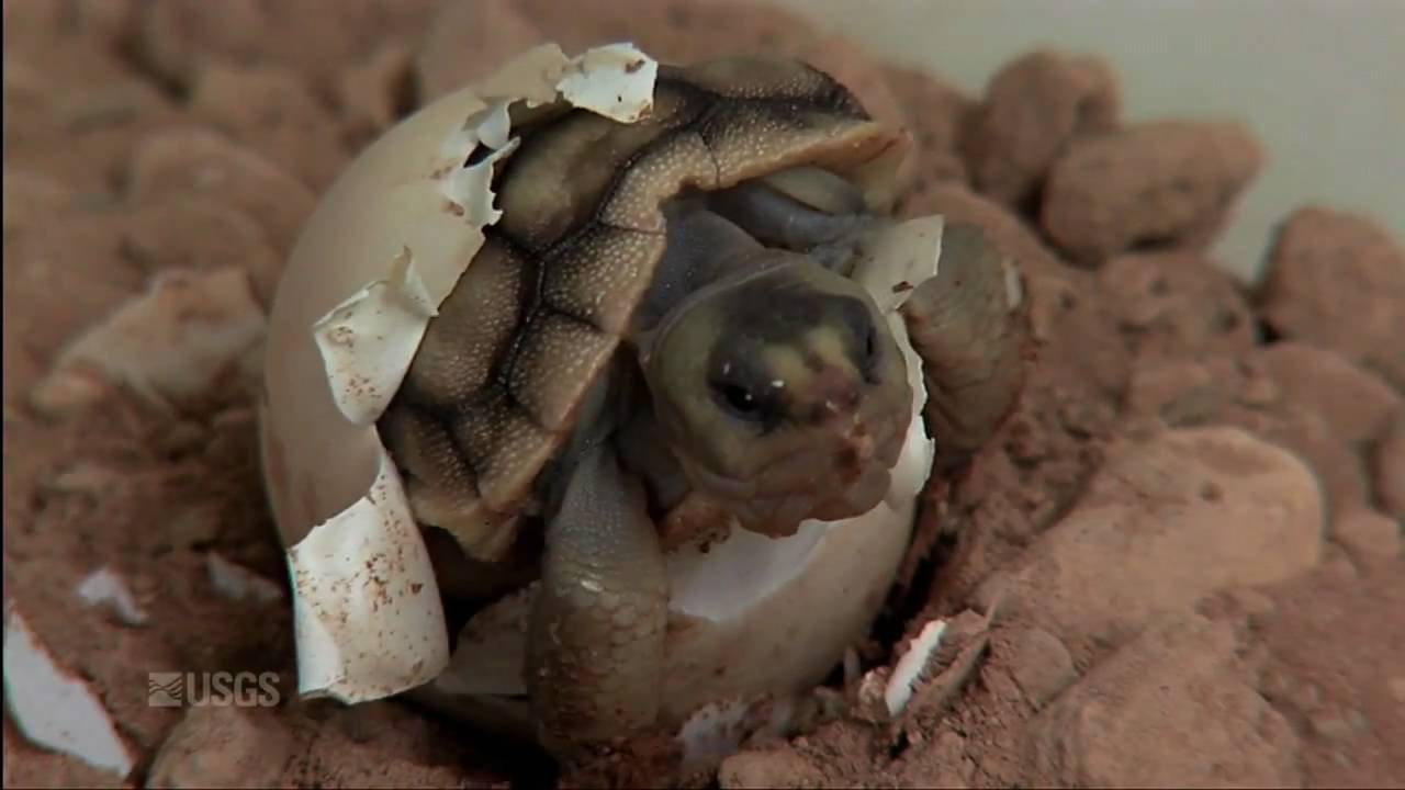 Hatching of a Mojave Desert Tortoise