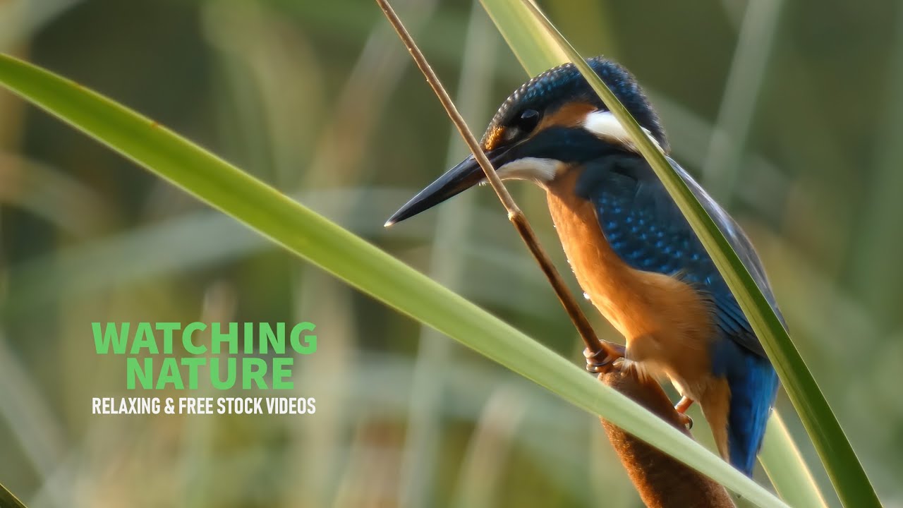 Kingfisher on hunt in swamp reeds | Relaxing Nature 4K Royalty Free Stock Footage | Animals: Birds
