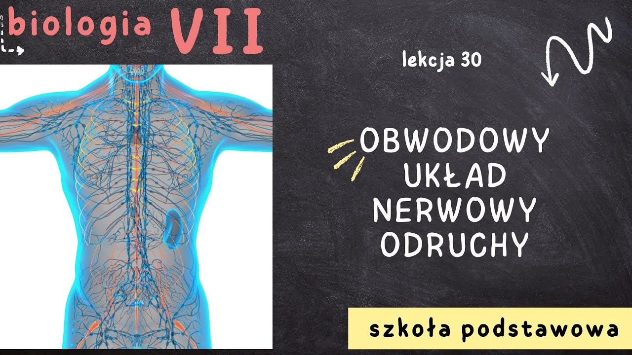 Biologia 7 [Lekcja 30 - Obwodowy układ nerwowy. Odruchy]