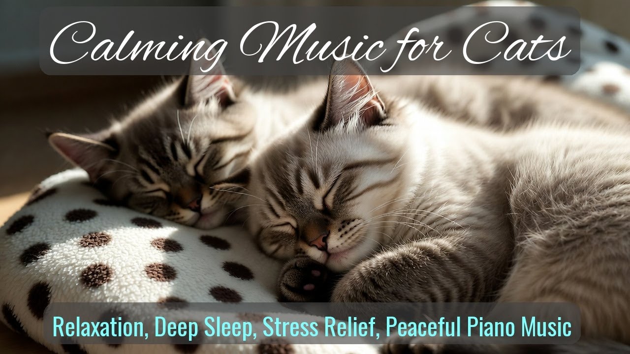 LIVE Calm and Cozy Kitten Sleeping Video 🧡 | Season 48