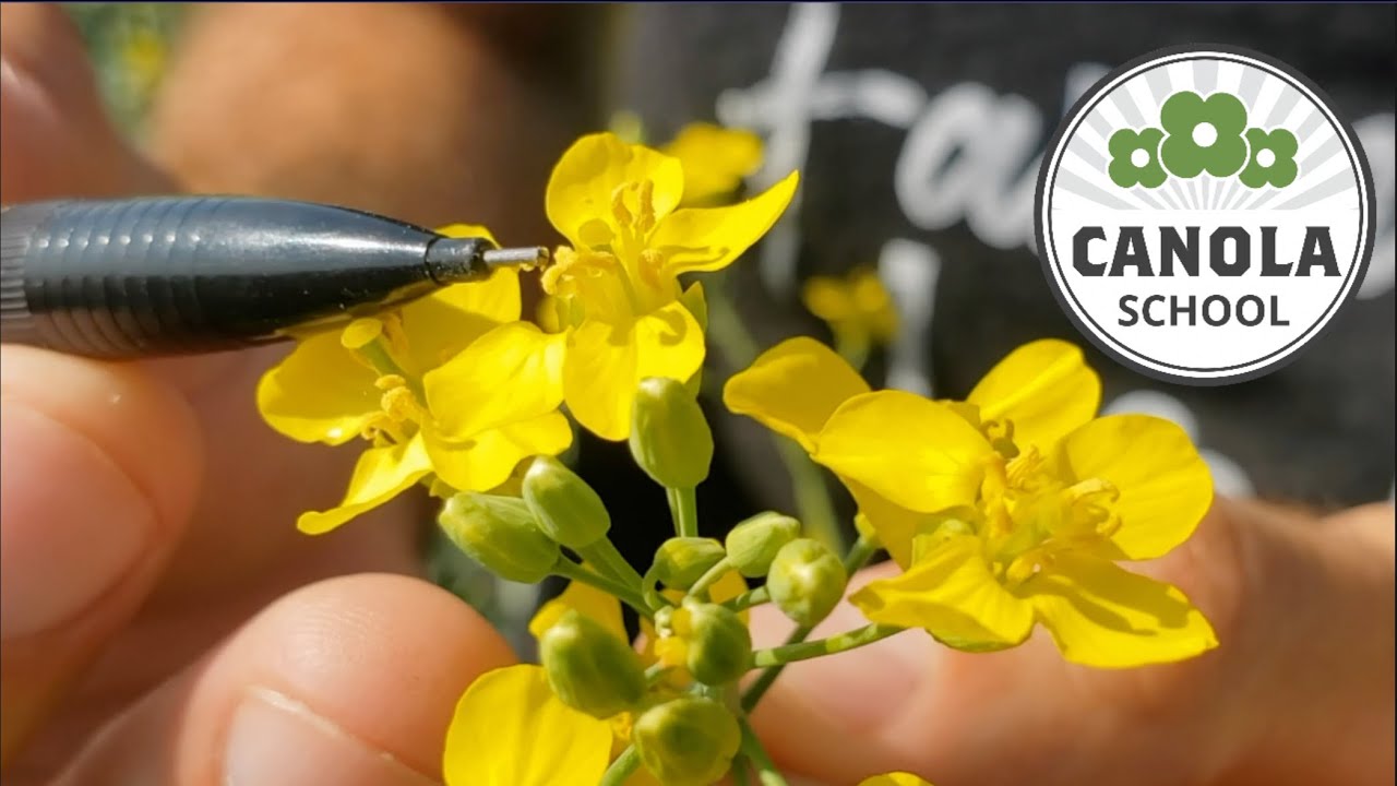 Canola School: The science of heat blast and what you can do about it