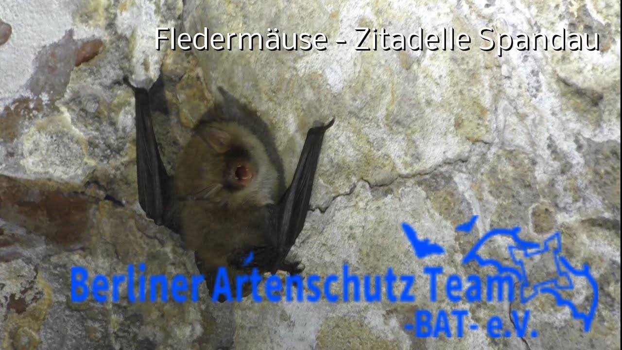 Fledermaus Führung in der Zitadelle Spandau