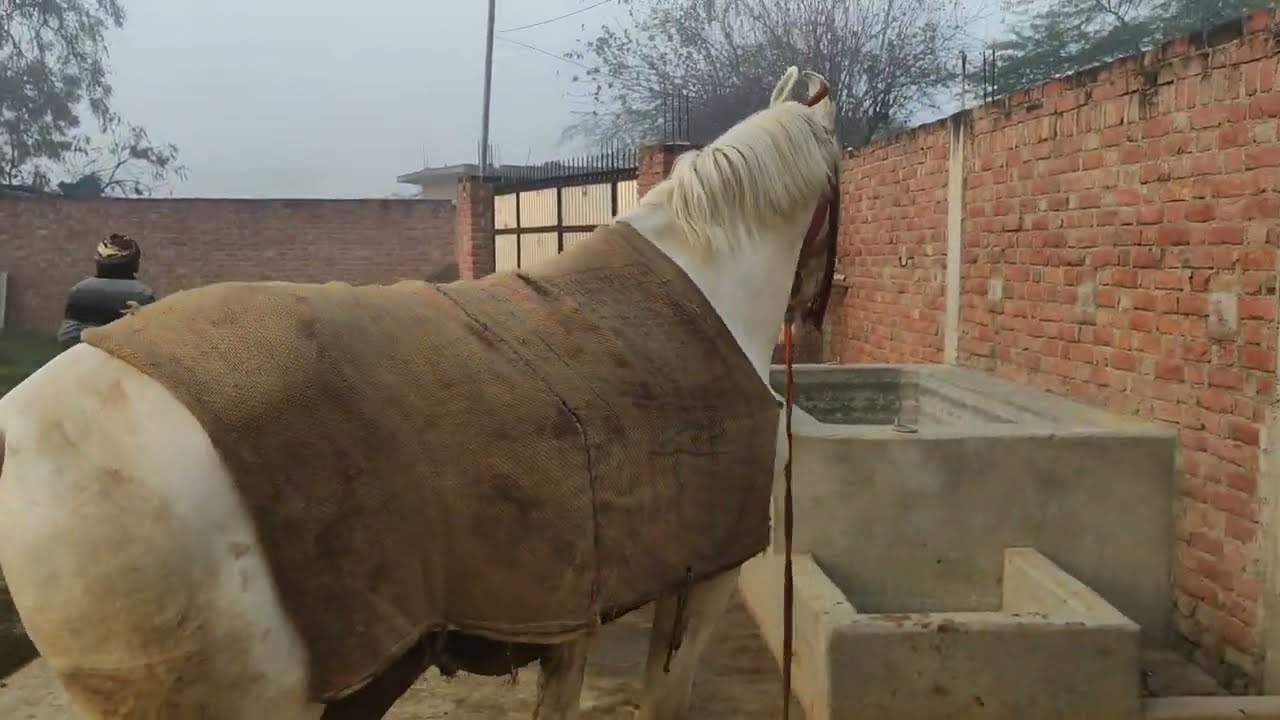 Toofan horse#nukra#ghora pure white