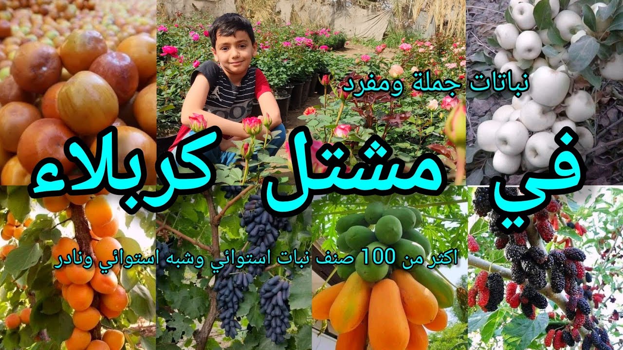 مشتل كربلاء يبيع أكثر من 100 من  النباتات الاستوائية وشبه الاستوائية والنادرة والبيع جملة ومفرد