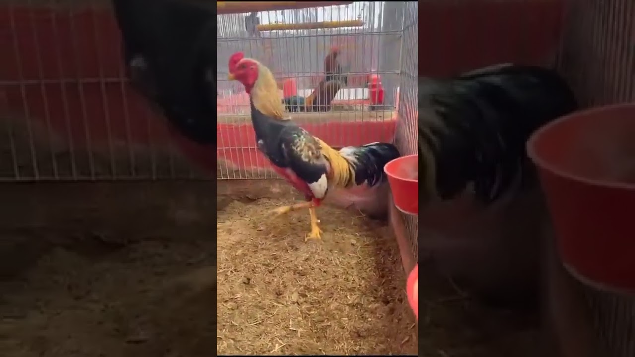 cortijo linares maxico🐓