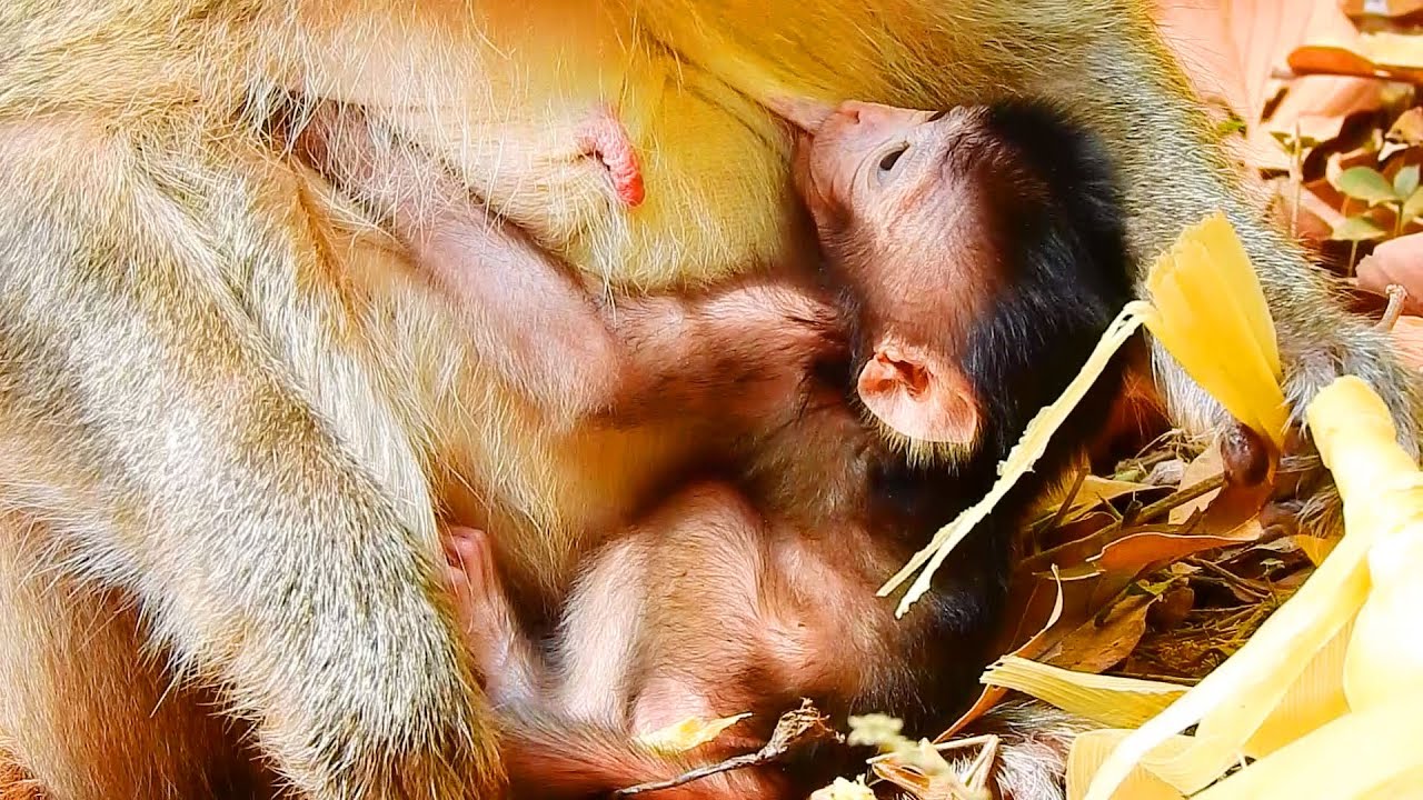 A Little Baby Gigi Of Gladdis Monkey So Proud Getting A New Baby Congratulations Monkey Gladdis!