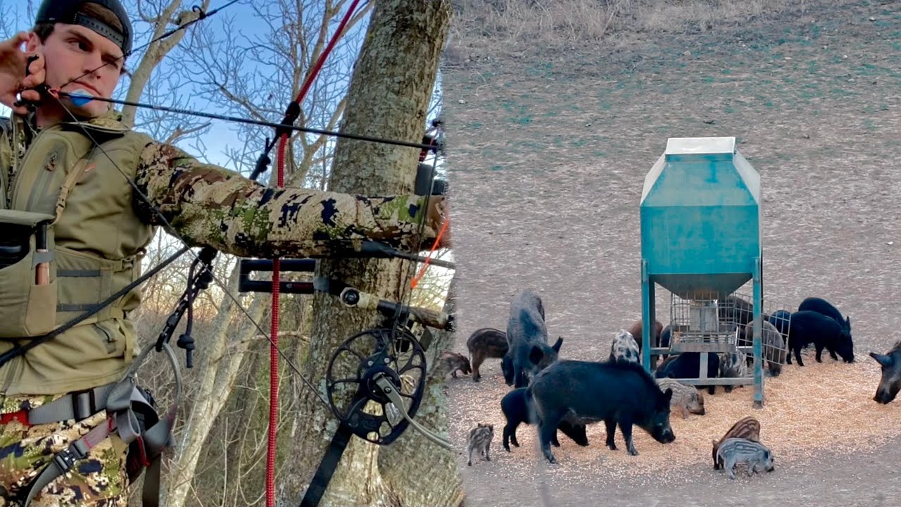 WILD HOG BOW HUNT IN TREE SADDLE