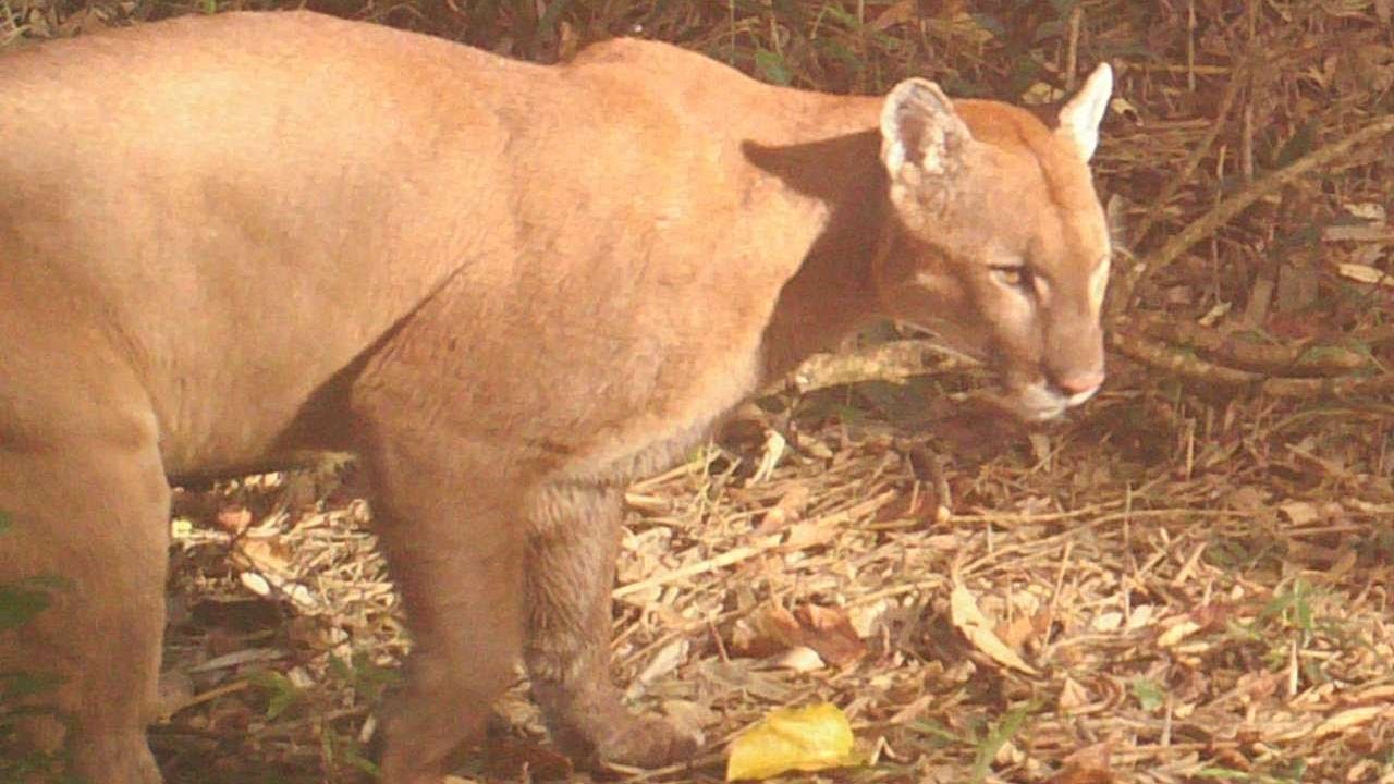 ON&Ccedil;A parda e filhote s&atilde;o filmadas durante o dia em Itai&oacute;polis - Puma concolor