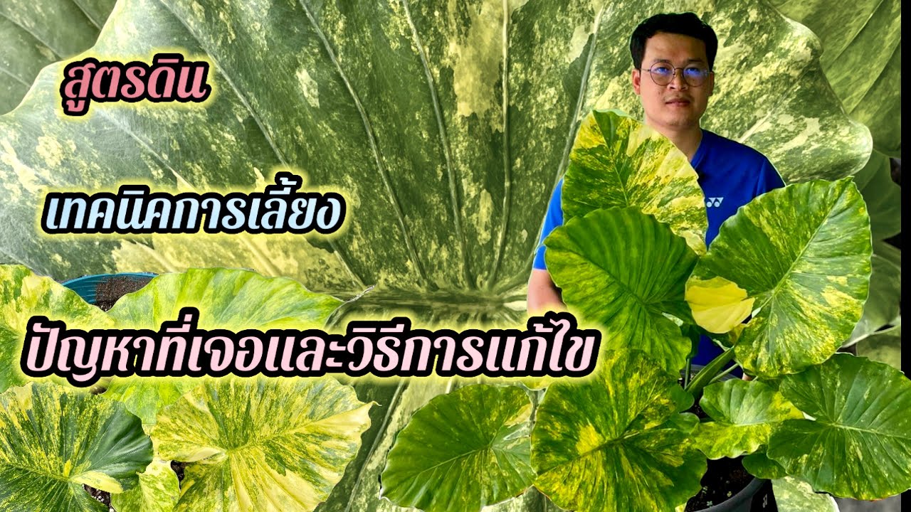 การเลี้ยงหูช้างด่างเหลืองให้งามลูกดกๆและแนะนำสูตรดินสำหรับหูช้าง