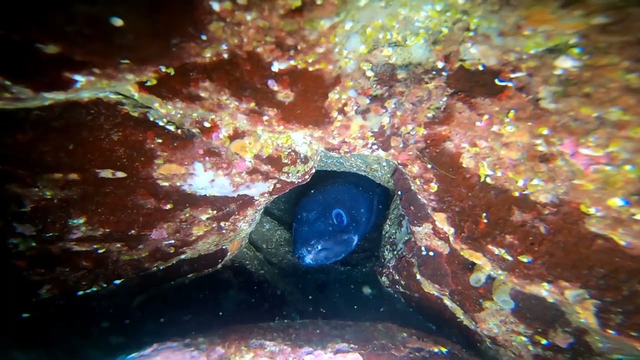 Buceo en Culebras, Bilbao (12.05.24)