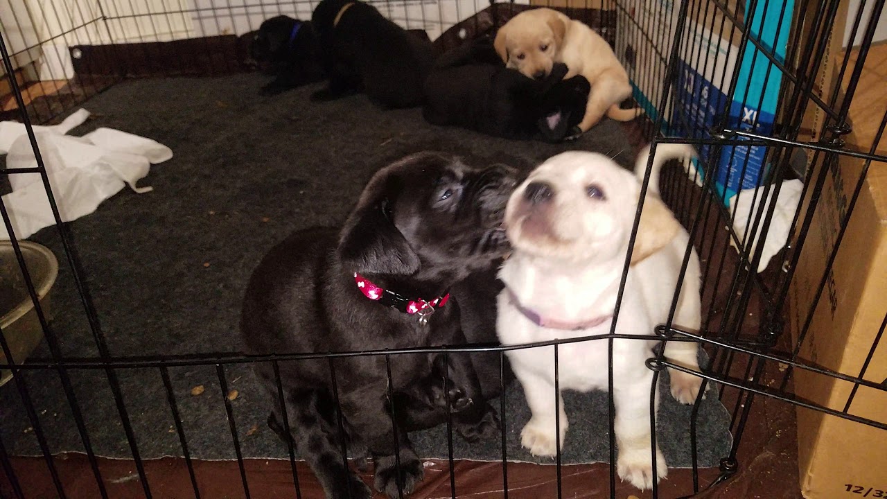 Cute Puppies Begging for Attention