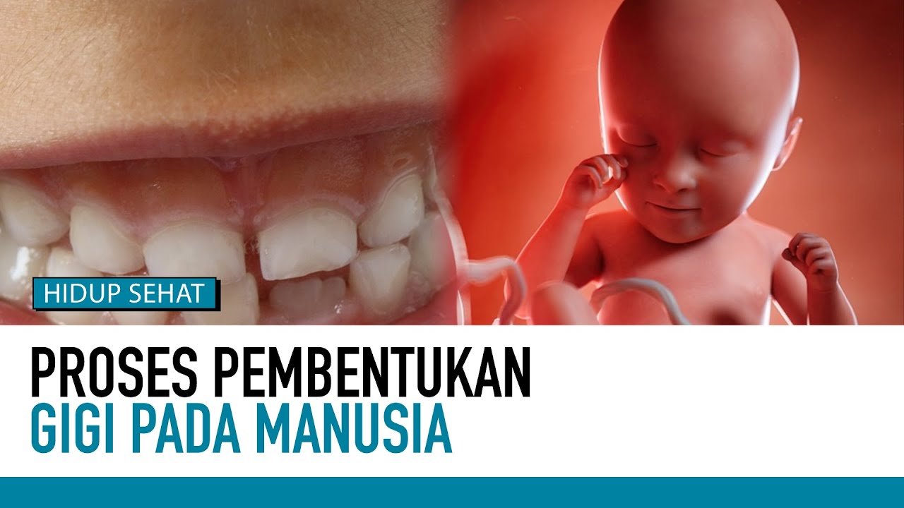 Rahasia Luar Biasa Pada Gigi Manusia | Fakta Mitos