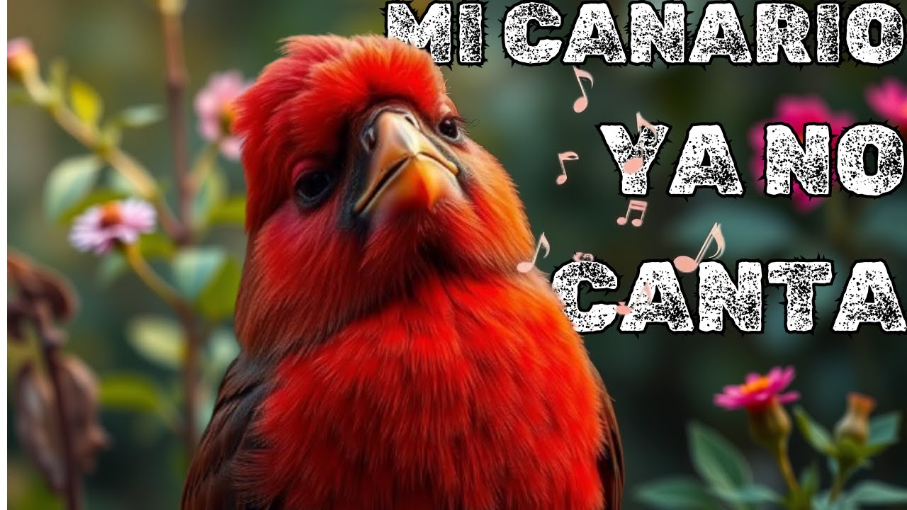 MI CANARIO NO CANTA Estas son las CAUSAS y te doy LA SOLUCIÓN