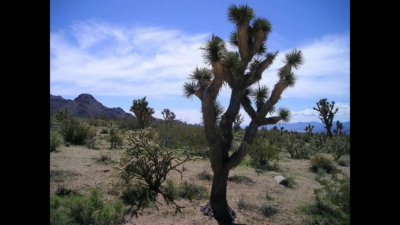 lovelock nevada land for sale