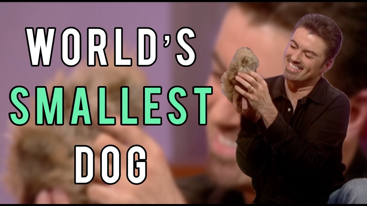 George Michael Meets the Smallest Dog in the World (2003)