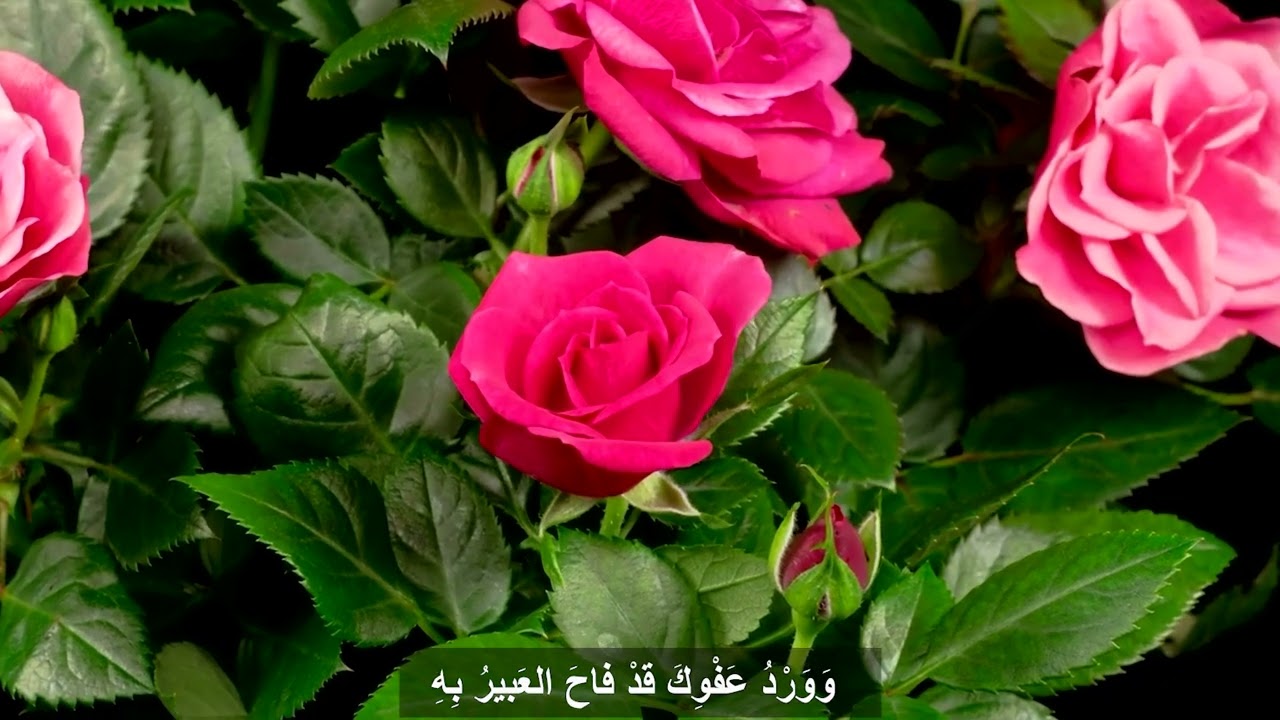 ياواسع الفضل   الشيخ عبدالواحد المغربي