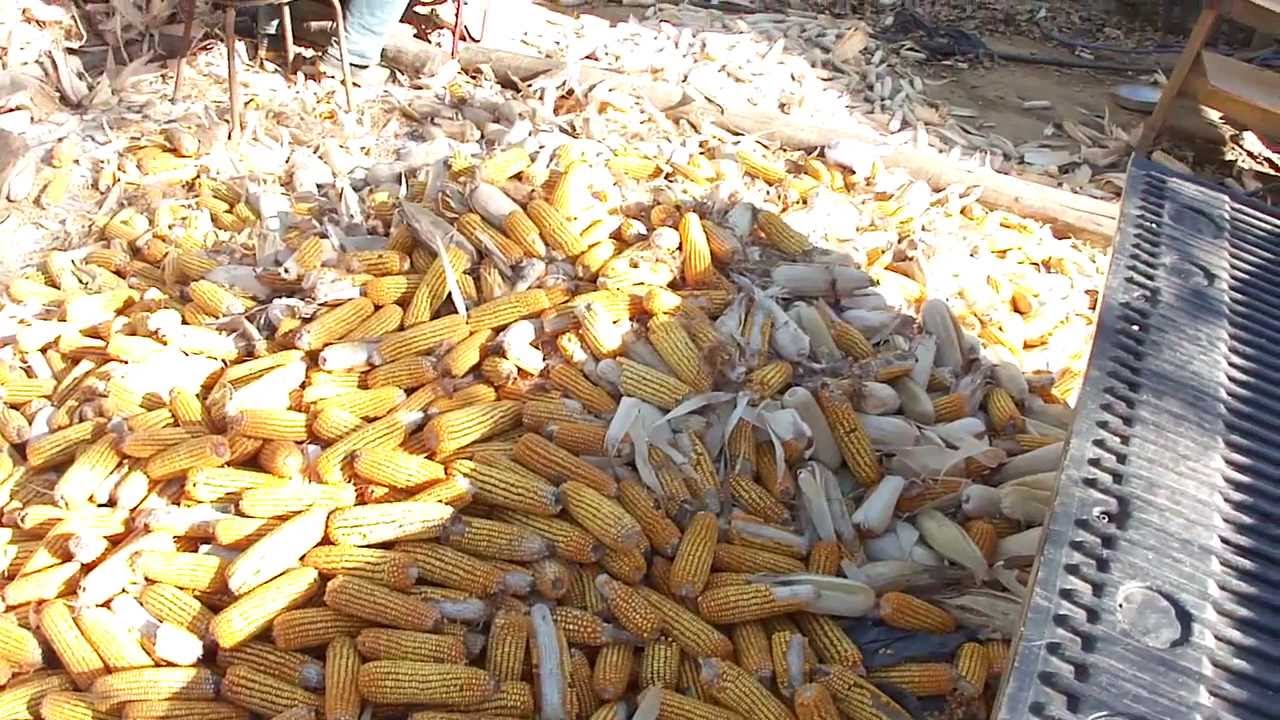COMO DEBULHAR MILHO DE MANEIRA F&Aacute;CIL E MUITO R&Aacute;PIDO!!!!!!!!!!