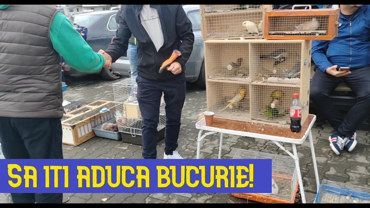 Targul de porumbei si alte pasari Ludus part 2
