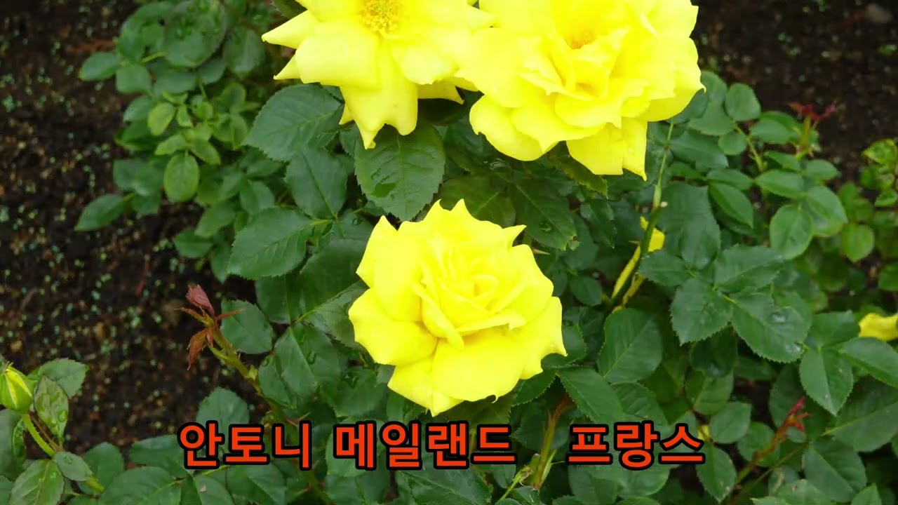 장미사진25종류영상[15]    25 kinds of pictures of roses [15]