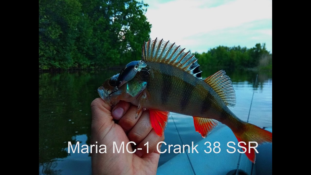 Воблер который сделал всю рыбалку. Maria MC-1 Crank 38 SSR. Открытие лодочного сезона.