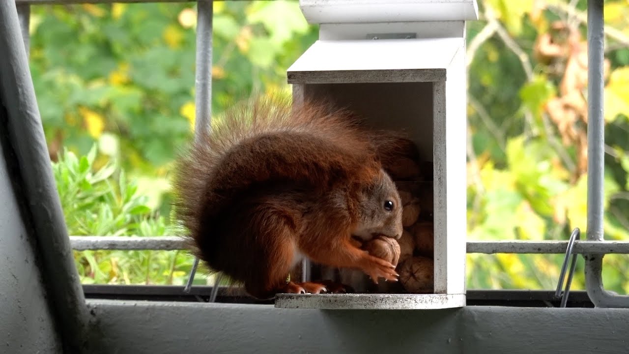 Sturmhörnchen