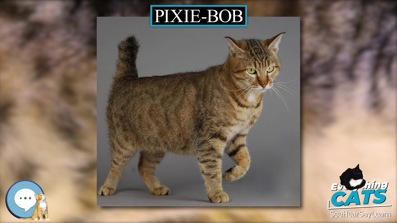Pixie bob 🐱🦁🐯 EVERYTHING CATS 🐯🦁🐱