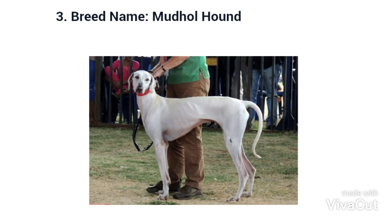 Important Dog breeds in India important for Bsc agree practical exam 2022 | Karnataka