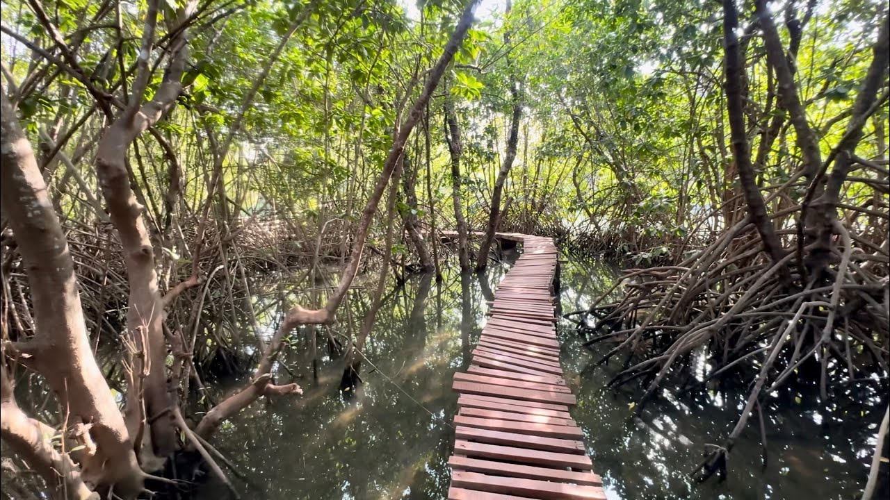 Mangrove Boat Trip & Boardwalk 🇮🇳🇨🇿