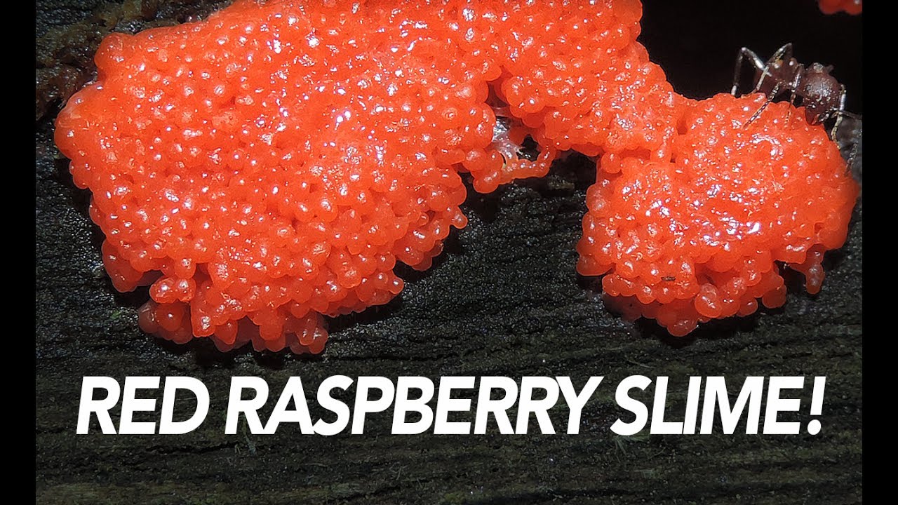 What Is This Red Raspberry Slime?