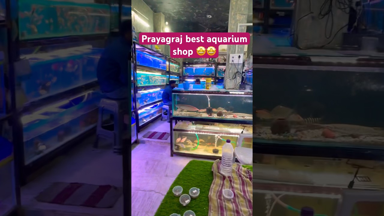 Prayagraj best aquarium shop🤩 