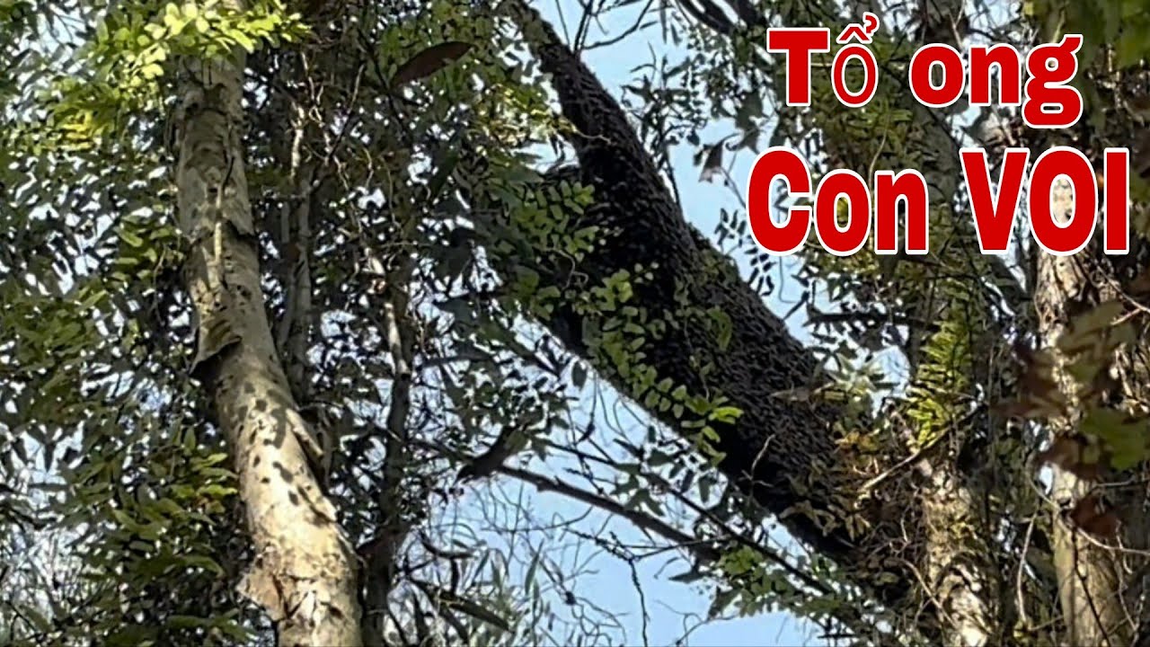 Hai Anh Em Thu Hoạch Ong Rừng | Mật Nhiều Đã Tay