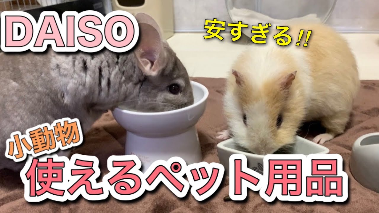 【100均】ダイソーのペット用エサ入れがかわいい！！陶器3種類紹介
