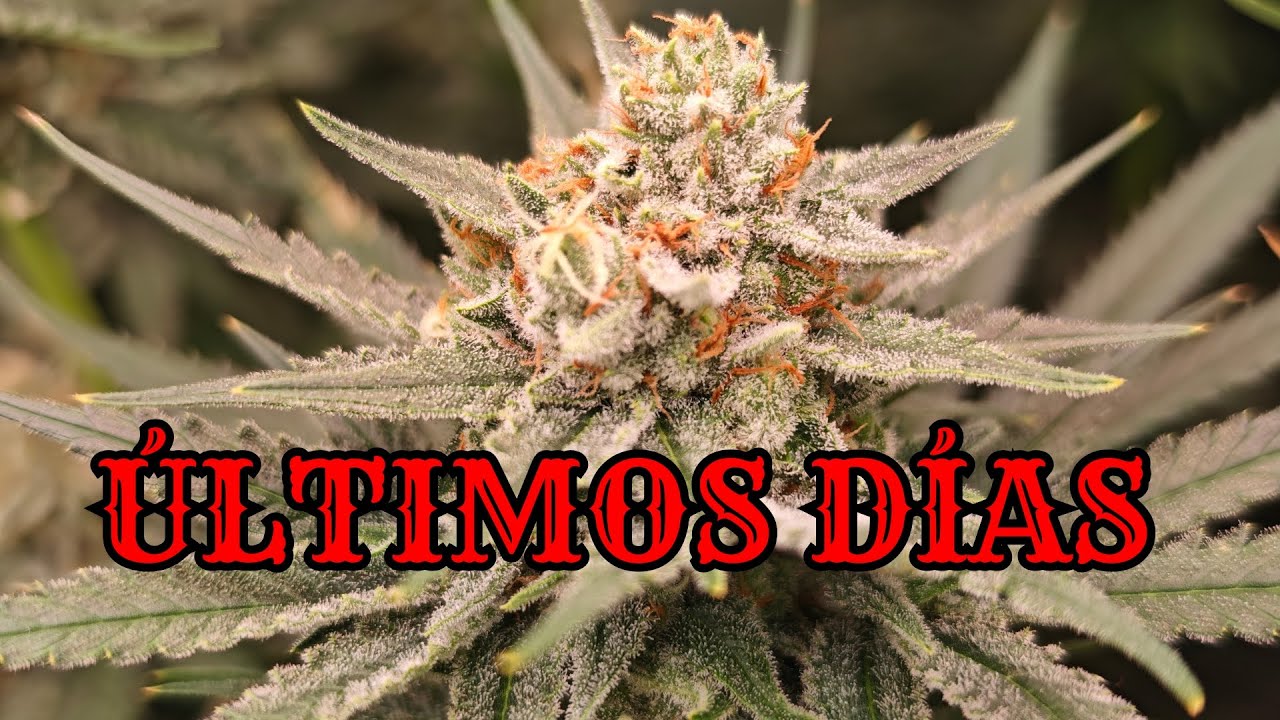 🍁 SE ACERCA EL CORTE - &Uacute;LTIMOS D&Iacute;AS - VEMOS LOS TRICOMAS | SEMANA 7 DE FLORACI&Oacute;N 🍁
