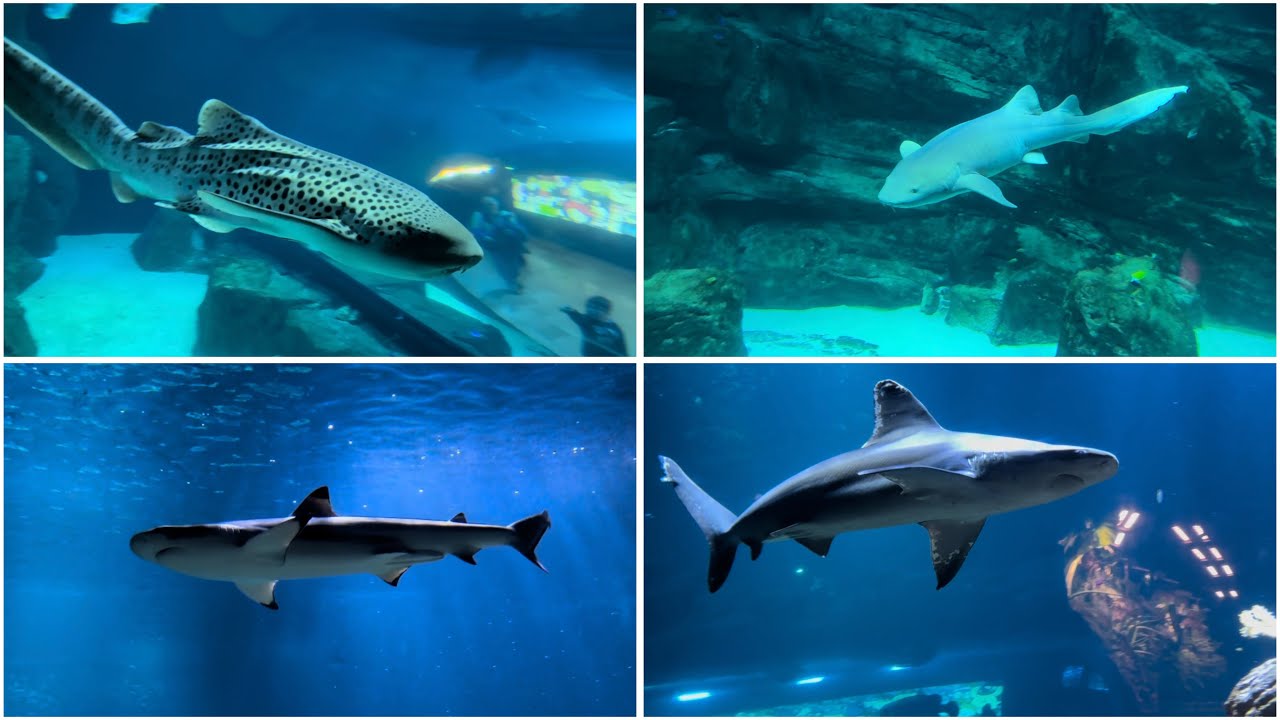 Shark Exhibit 