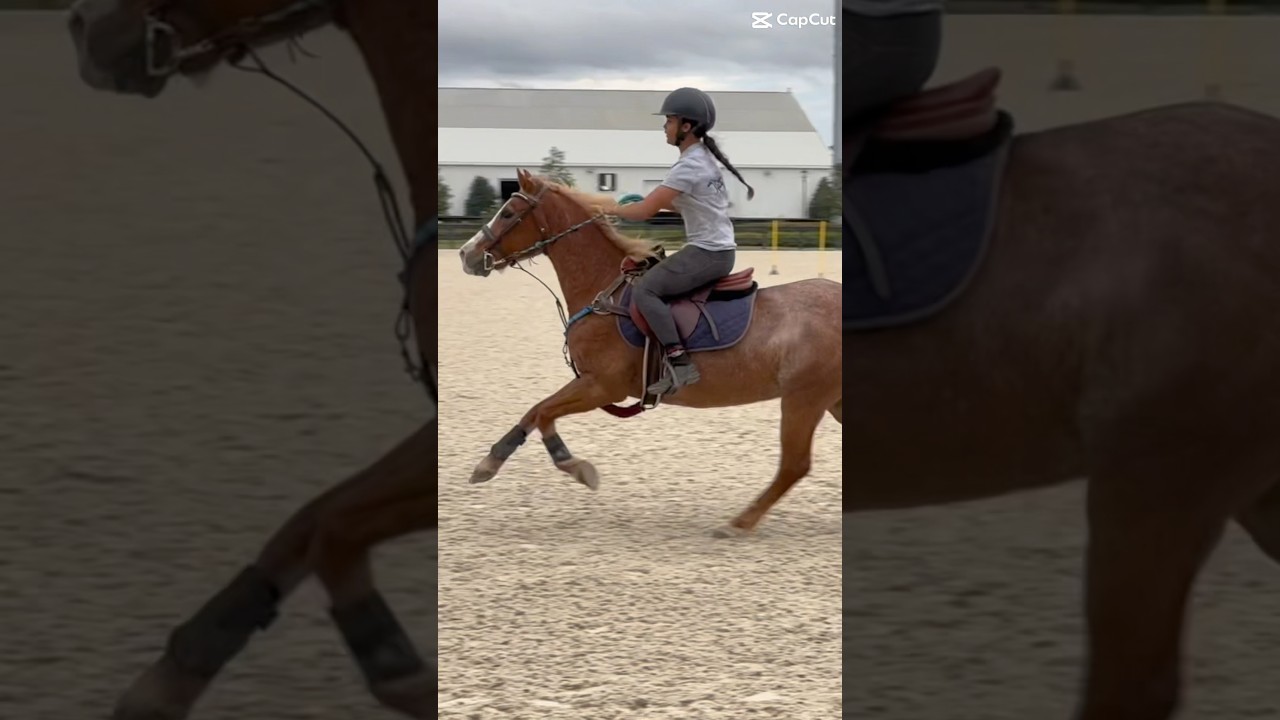 #horse #equinegame #horseenthusiast #mountedgames #equestrian #equestrianevent #horsefan