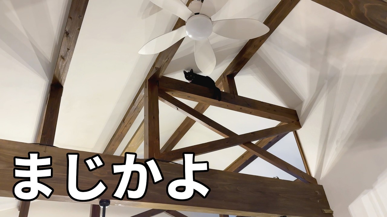 黒猫のジジがついに梁の上を歩き回ってハラハラ［森の中でひとりと犬猫暮らし］