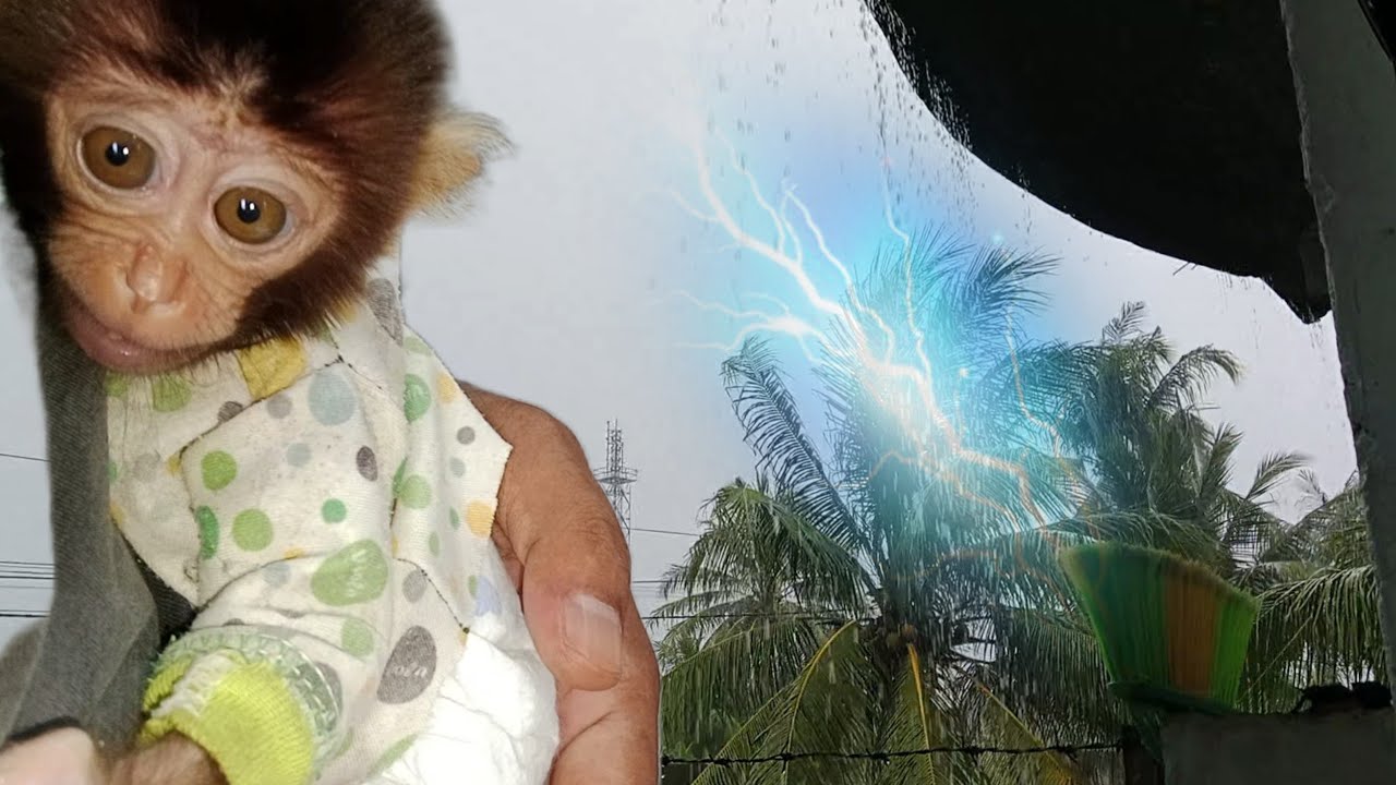 baby monkey LiLi fear rain thunder and hug dad tighly.