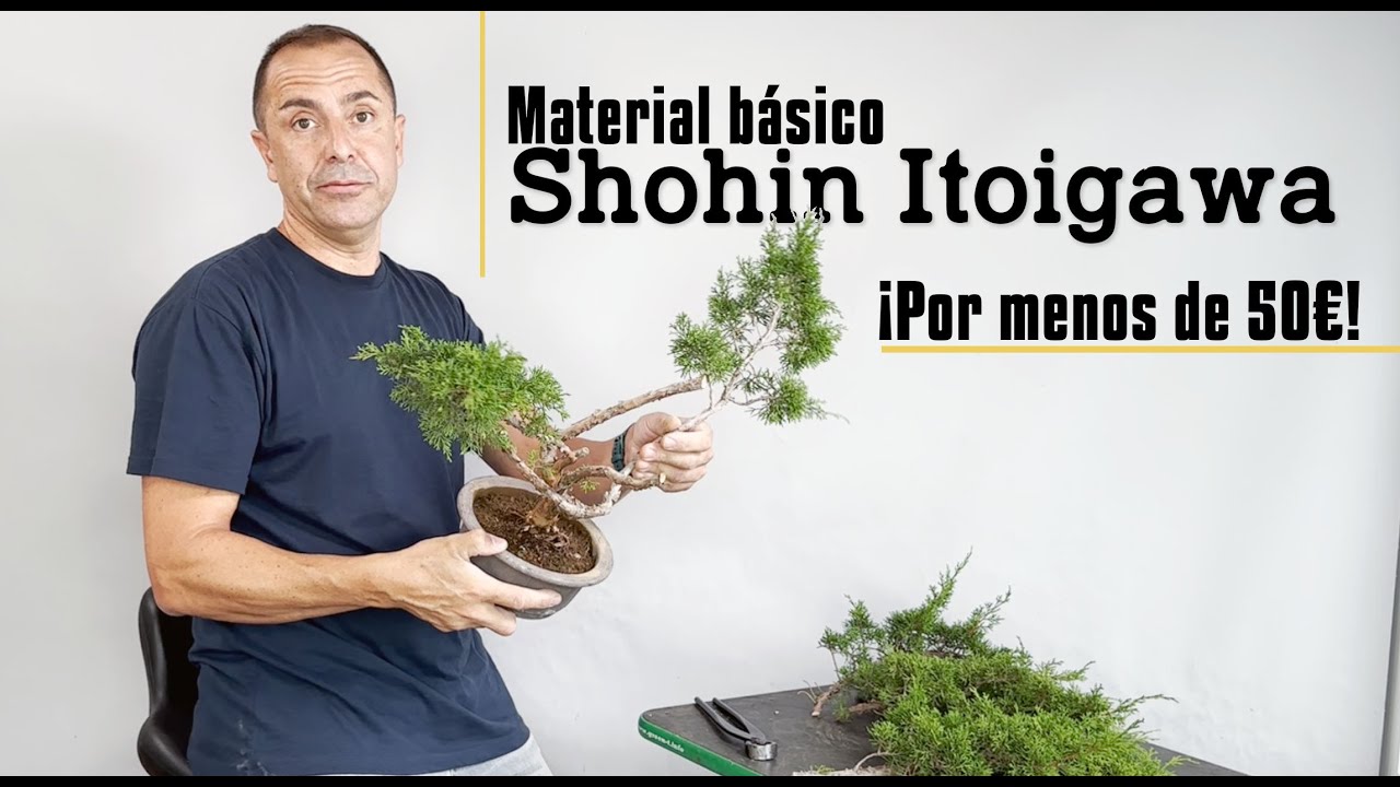 Como hacer un bonsai por menos de 50€