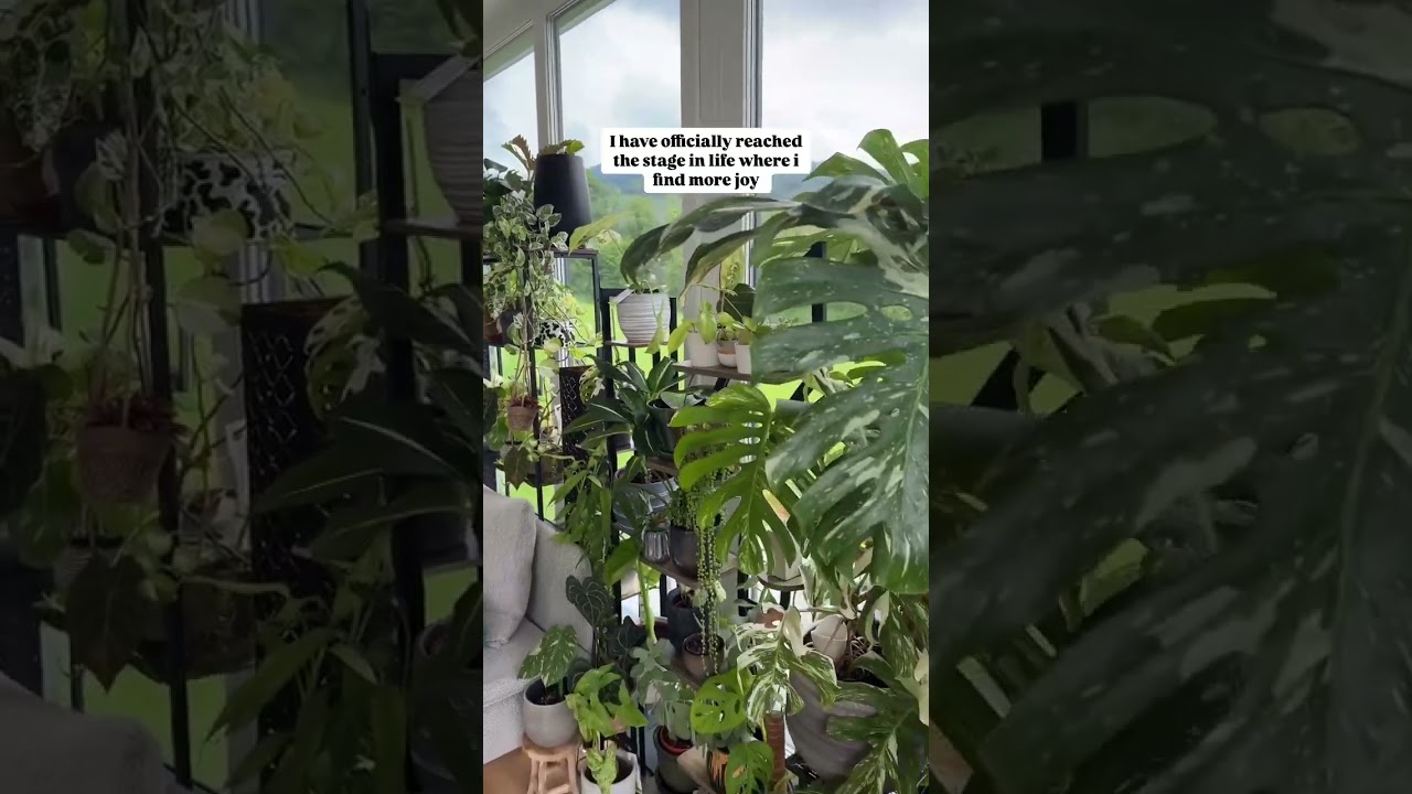Have you reached this stage too? 🌿 #plantcollection #plantroom #plantgoals #watering #plantlover