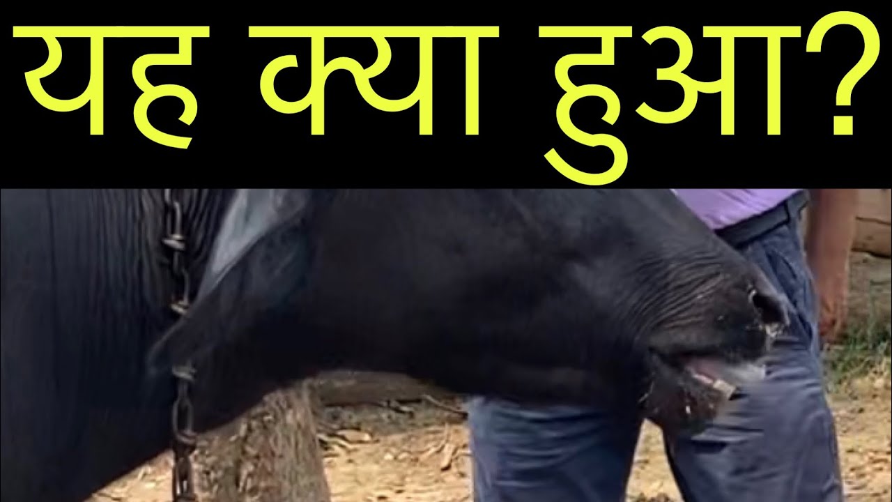 Drenching pneumonia in animals l symptoms & treatment l naal se dava pilane ke nuksaan l dr umar kha