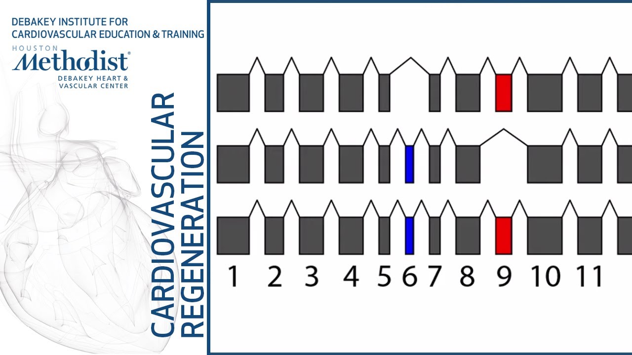 An Introduction to Cytoplasmic Capping (Daniel L. Kiss, PhD) August 30, 2019